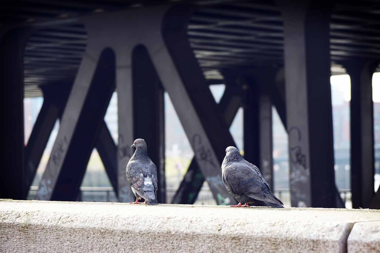 piccioni sotto un ponte