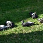 piccioni sull'erba