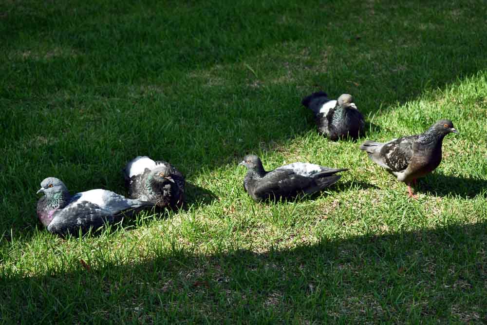 piccioni sull'erba