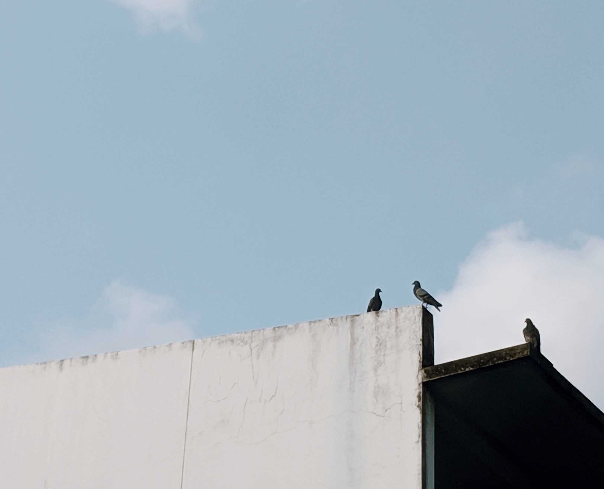 piccioni sul tetto