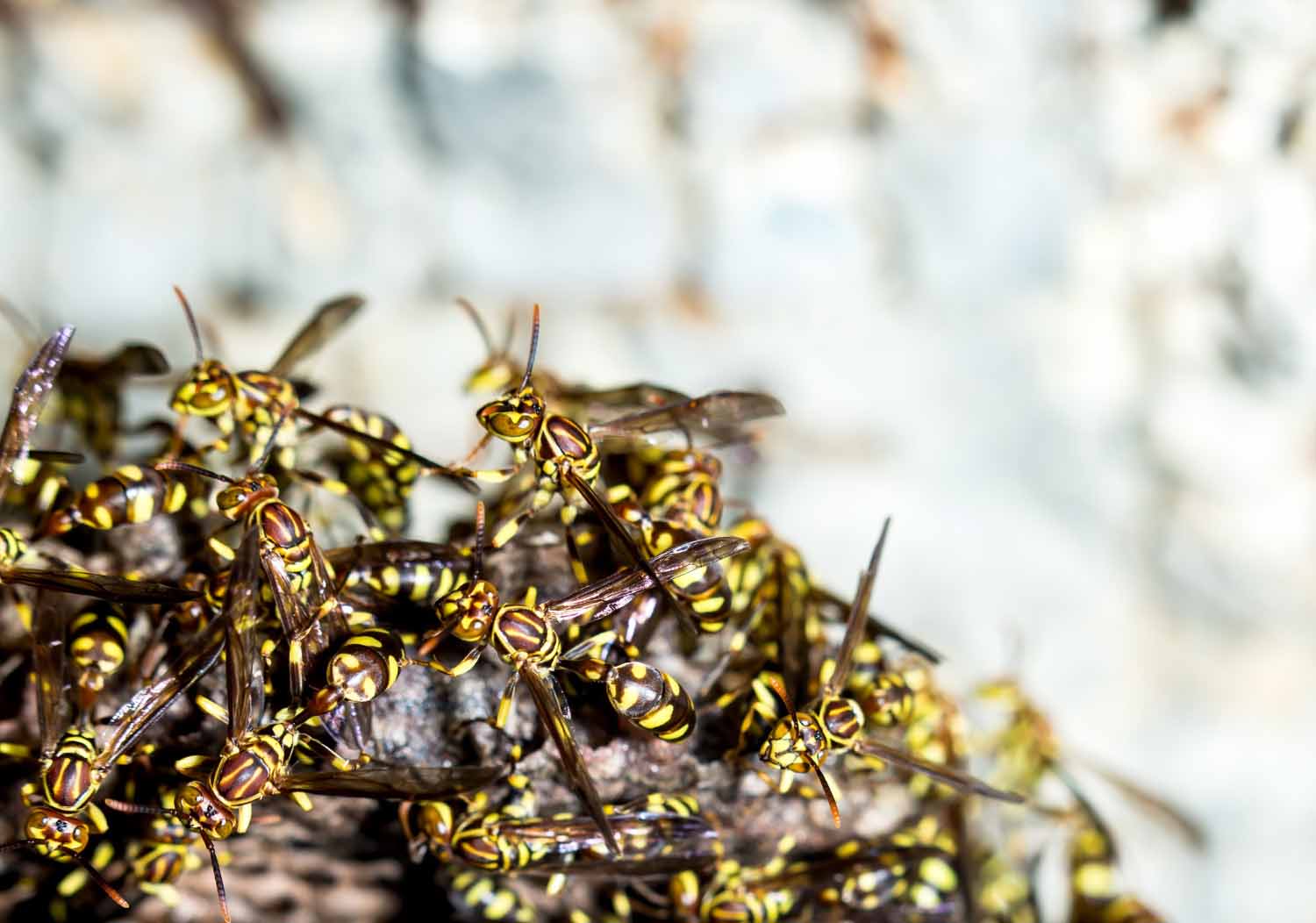 assembramento di vespe gialle e nere