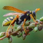 vespa poggiata su una pianta