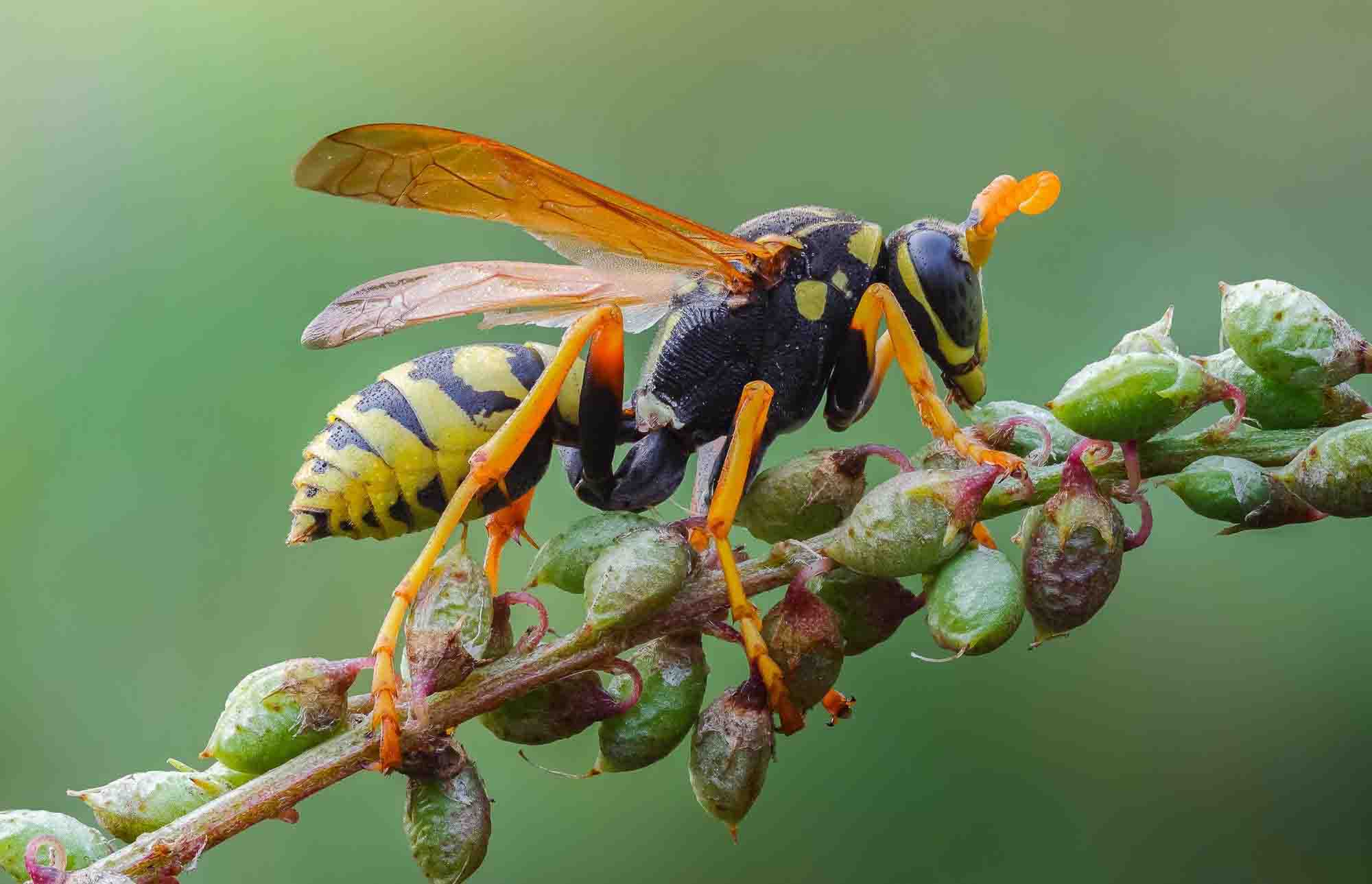 vespa poggiata su una pianta