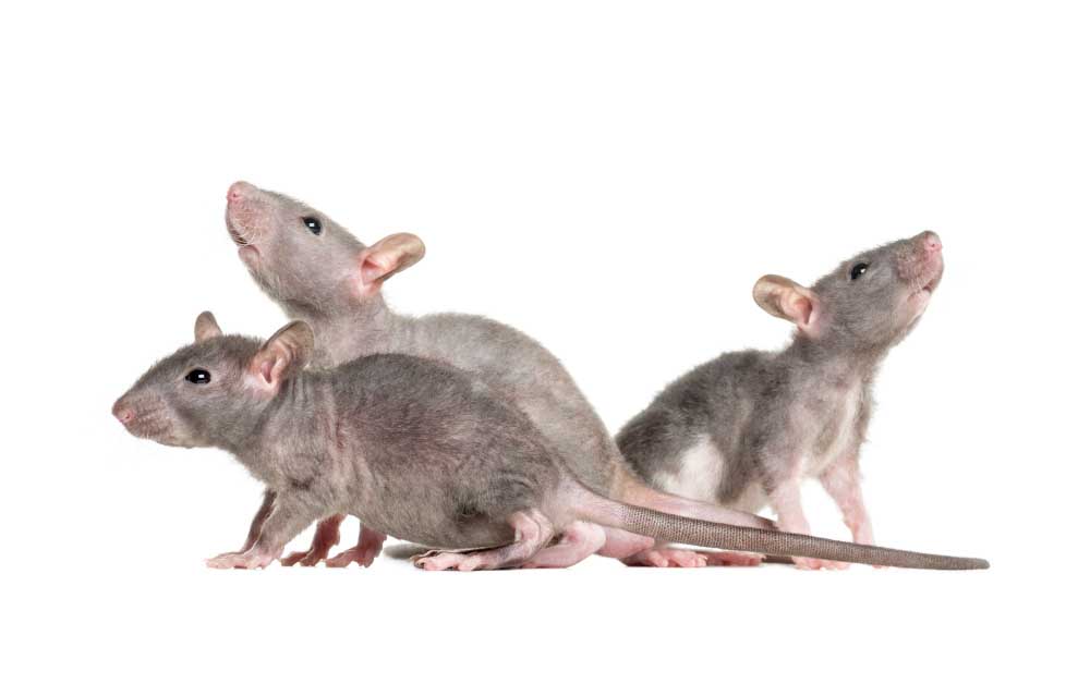 3 ratti su sfondo bianco