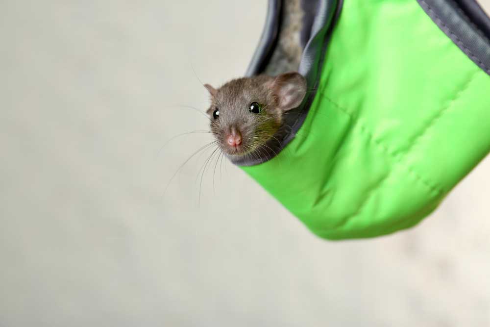 Miti sui repellenti per topi fatti in casa