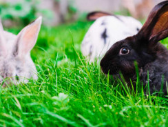 Come respingere i conigli con i dissuasori a suoni e ultrasuoni