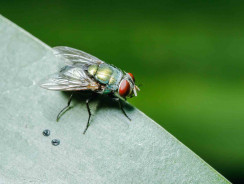 In che periodo dell’anno appaiono le mosche a grappolo?