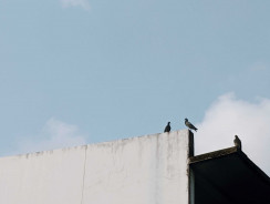 Come tenere i piccioni lontani dal tetto