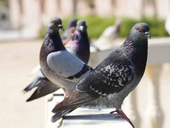 Quali problemi possono causare i piccioni?