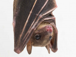 Rimozione dei pipistrelli, alcuni suggerimenti: comportamento dei pipistrelli e biologia