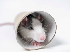 I ratti sono creature abitudinarie?