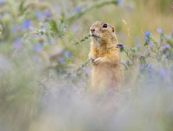 Gli scoiattoli sono una specie invasiva?