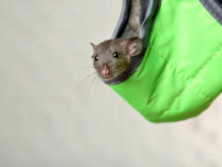 Miti sui repellenti per topi fatti in casa