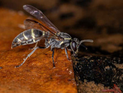 7 curiosità sulle vespe di carta