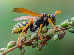 Come sopravvivono le vespe all’inverno?