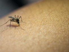 Sette semplici modi per prevenire le zanzare in casa