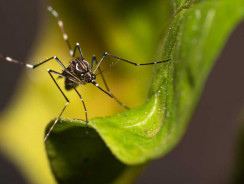 Comportamento delle zanzare: conoscerle per debellarle